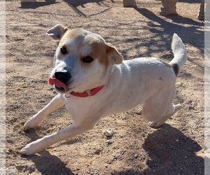 Mutt Dogs for adoption in Apple Valley, CA, USA