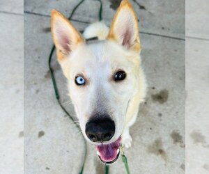 Siberian Husky-Unknown Mix Dogs for adoption in Gainesville, GA, USA