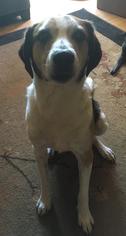 English Foxhound Dogs for adoption in Battle Ground, WA, USA
