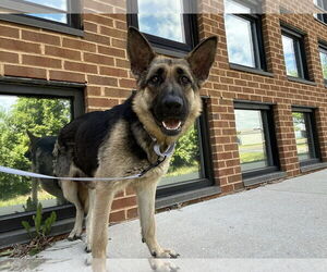 German Shepherd Dog-Unknown Mix Dogs for adoption in Millersville, MD, USA