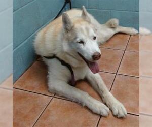 Siberian Husky Dogs for adoption in Downey, CA, USA