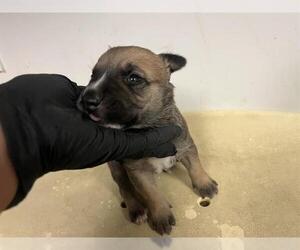 American Pit Bull Terrier-German Shepherd Dog Mix Dogs for adoption in Corona, CA, USA