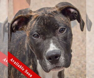American Staffordshire Terrier-Boxer Mix Dogs for adoption in Huntley, IL, USA