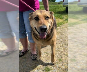 German Shepherd Dog-Unknown Mix Dogs for adoption in Chico, CA, USA