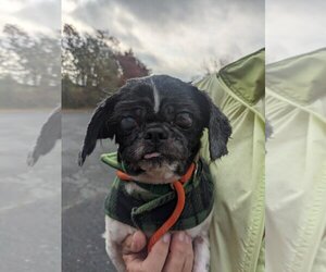 Shih Tzu Dogs for adoption in Springfield, MA, USA