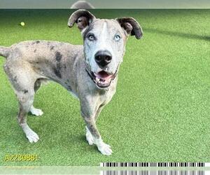 Great Dane Dogs for adoption in West Palm Beach, FL, USA