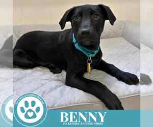 Labrador Retriever-Unknown Mix Dogs for adoption in Kimberton, PA, USA