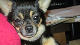 Chihuahua Dogs for adoption in Rocky Mount, NC, USA