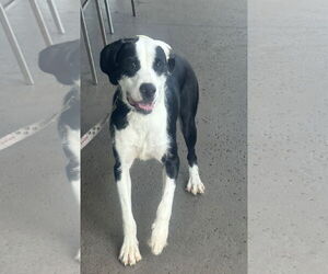 American Bulldog-Labrador Retriever Mix Dogs for adoption in Royal Palm Beach, FL, USA