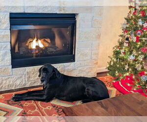 Great Dane Dogs for adoption in Bullard, TX, USA