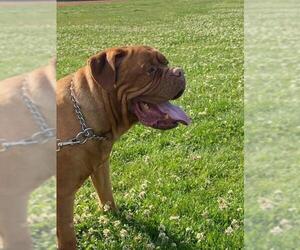 Dogue de Bordeaux Dogs for adoption in Hartford, WI, USA