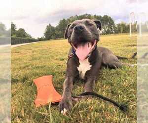 American Pit Bull Terrier Dogs for adoption in Rural Hall, NC, USA