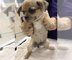Chihuahua Dogs for adoption in Riverside, CA, USA