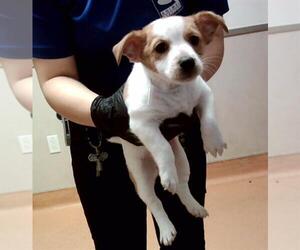 Mutt Dogs for adoption in Martinez, CA, USA