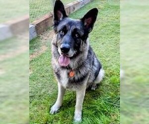 German Shepherd Dog Dogs for adoption in columbia, SC, USA