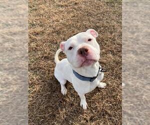 Mutt Dogs for adoption in Forestville, MD, USA