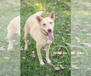 Medium Photo #1 German Shepherd Dog-Unknown Mix Puppy For Sale in Montgomery, AL, USA