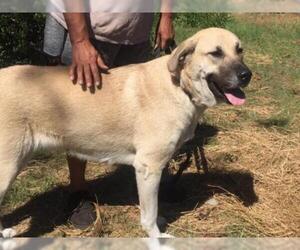 Anatolian Shepherd-Great Pyrenees Mix Dogs for adoption in Dunnellon, FL, USA