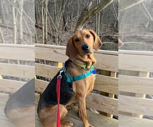 Small Plott Hound Mix