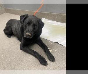 Labrador Retriever-Unknown Mix Dogs for adoption in Las Vegas, NV, USA