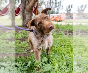 Border Terrier-Unknown Mix Dogs for adoption in El Cajon, CA, USA