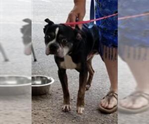 Boston Terrier Dogs for adoption in Fort Walton Beach, FL, USA