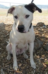 Medium Photo #1 Labrador Retriever-Unknown Mix Puppy For Sale in Yreka, CA, USA