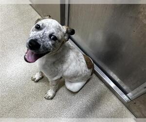 Mutt Dogs for adoption in Grand Prairie, TX, USA