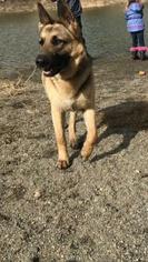 German Shepherd Dog Dogs for adoption in Colton, CA, USA