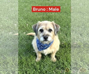 Mutt Dogs for adoption in Golden Valley, AZ, USA