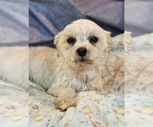 Maltese Dogs for adoption in Bon Carbo, CO, USA