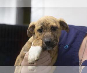 Labrador Retriever-Plott Hound Mix Dogs for adoption in Mountain Home, AR, USA