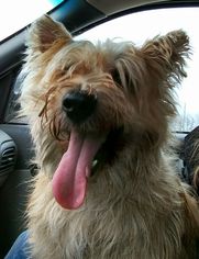 Cairn Terrier Dogs for adoption in Livonia, MI, USA