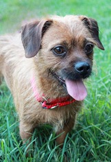 Border Terrier Dogs for adoption in Rockaway, NJ, USA