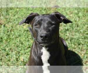 Labrador Retriever-Staffordshire Bull Terrier Mix Dogs for adoption in Newton, TX, USA