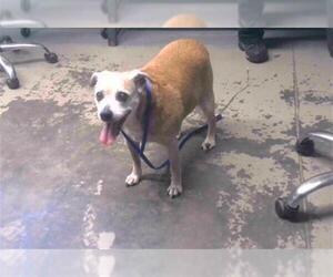 Shiba Inu-Unknown Mix Dogs for adoption in Tallahassee, FL, USA