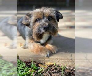 Lhasa Apso Dogs for adoption in Waco, TX, USA