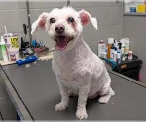Poodle (Miniature)-Unknown Mix Dogs for adoption in Las Vegas, NV, USA