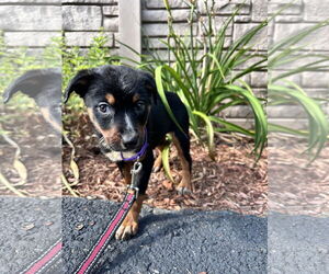 Mutt Dogs for adoption in Sterling, MA, USA