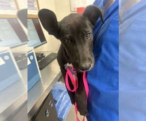 Labrador Retriever-Unknown Mix Dogs for adoption in San Bernardino, CA, USA