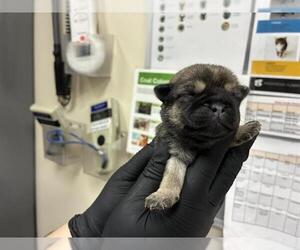 German Shepherd Dog-Unknown Mix Dogs for adoption in Pasadena, CA, USA