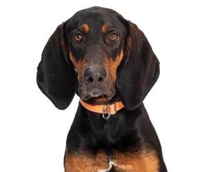 Black and Tan Coonhound Dogs for adoption in Tempe, AZ, USA