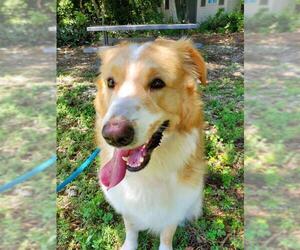 Golden Pyrenees Dogs for adoption in Key Largo, FL, USA