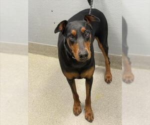 Doberman Pinscher-Unknown Mix Dogs for adoption in Las Vegas, NV, USA