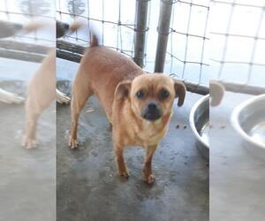 Chug Dogs for adoption in Bonifay, MO, USA