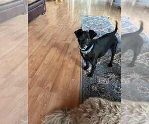 Chiweenie Dogs for adoption in Candler, NC, USA