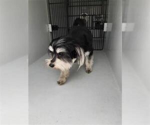 Havanese Dogs for adoption in Houston, TX, USA