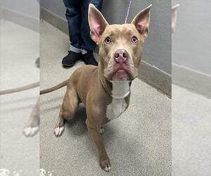 American Pit Bull Terrier-Unknown Mix Dogs for adoption in Las Vegas, NV, USA