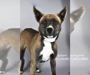 Staffordshire Bull Terrier-Unknown Mix Dogs for adoption in Bakersfield, CA, USA