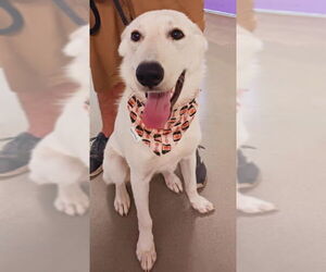 German Shepherd Dog-Unknown Mix Dogs for adoption in Kankakee, IL, USA